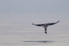 Seeadler (Haliaeetus albicilla) mit Aas