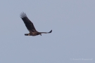 Seeadler (Haliaeetus albicilla)