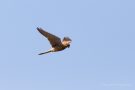 Turmfalke (Falco tinnunculus) im Rüttelflug