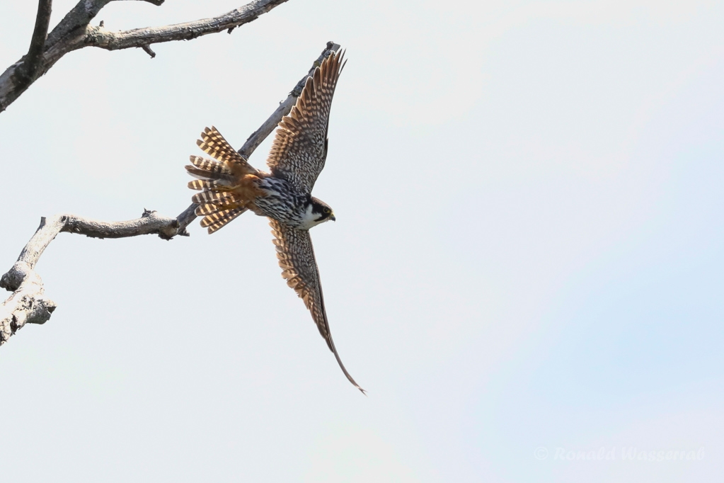 Baumfalke (Falco subbuteo) am Schleienloch