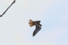 Baumfalke (Falco subbuteo) am Schleienloch