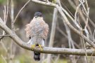 Sperber (Accipiter nisus)