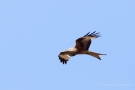 Rotmilan (Milvus milvus) in der Döberitzer Heide