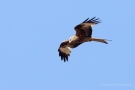 Rotmilan (Milvus milvus) in der Döberitzer Heide