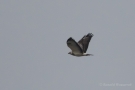 Mäusebussard (Buteo buteo)