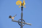 Turmfalke (Falco tinnunculus) auf dem Kirchenkreuz