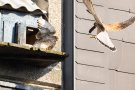 Turmfalke (Falco tinnunculus) mit Brautgeschenk