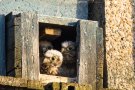 Die Turmfalken-Nestlinge warten auf Futter