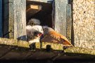 Futterübergabe an die Turmfalken-Nestlinge