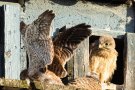 Flugübungen stählen die Muskeln der Turmfalken