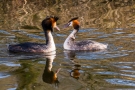 Balzende Haubentaucher (Podiceps cristatus) auf der Nette