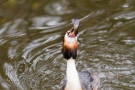 Der Fisch wird mit dem Kopf voran verschluckt