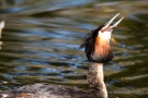 Der Fisch wird mit dem Kopf voran verschluckt