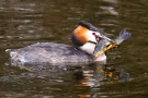 Haubentaucher mit Fisch auf der Nette