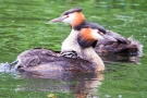 Haubentaucherfamilie