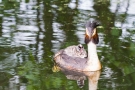 Haubentaucher mit Küken