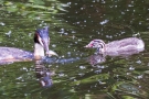 Ein Fisch für das große Küken