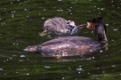 Ein Fisch für das große Küken