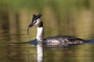 Haubentaucher (Podiceps cristatus) mit Futterfisch