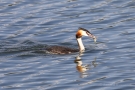 Haubentaucher (Podiceps cristatus) mit Futterfisch