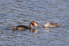 Haubentaucher (Podiceps cristatus) mit Futterfisch und Küken