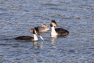 Haubentaucher-Familie (Podiceps cristatus)