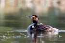 Haubentaucher (Podiceps cristatus) mit Küken in den Schleienlöchern