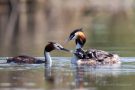 Haubentaucher (Podiceps cristatus) mit Küken in den Schleienlöchern