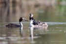 Haubentaucher (Podiceps cristatus) mit Küken in den Schleienlöchern