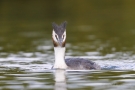 Haubentaucher (Podiceps cristatus) am Klingnauer Stausee