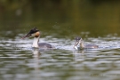 Haubentaucher (Podiceps cristatus) mit Küken