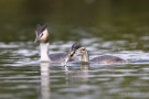 Haubentaucher (Podiceps cristatus) mit Futterfisch