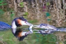 Ein Fisch für das große Küken