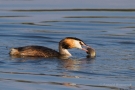 Haubentaucher (Podiceps cristatus) mit Fisch