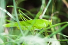 Großes Grünes Heupferd (Tettigonia viridissima) am Badberg