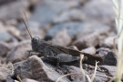 Rotflügelige Ödlandschrecke (Oedipoda germanica) am Apolloweg