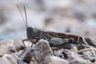 Rotflügelige Ödlandschrecke (Oedipoda germanica) am Apolloweg