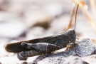 Rotflügelige Ödlandschrecke (Oedipoda germanica) am Apolloweg