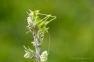 Punktierte Zartschrecke (Leptophyes punctatissima)