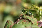 Großes Grünes Heupferd (Tettigonia viridissima)