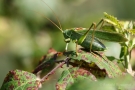 Großes Grünes Heupferd (Tettigonia viridissima)