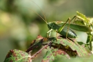 Großes Grünes Heupferd (Tettigonia viridissima)