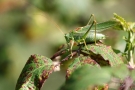 Großes Grünes Heupferd (Tettigonia viridissima)