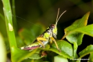 Heuschrecke im Blätterkranz der Lupine