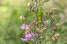 Sattelschrecken-Pärchen