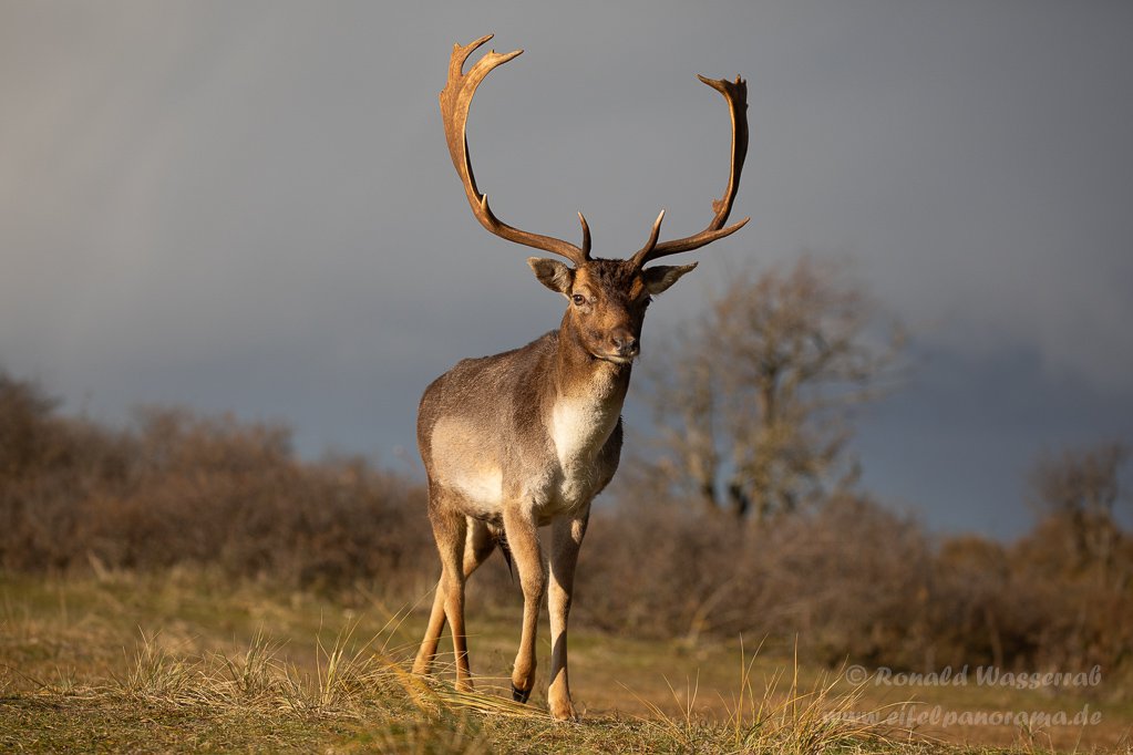 Damhirsch in den Amsterdamse Waterleidingduinen