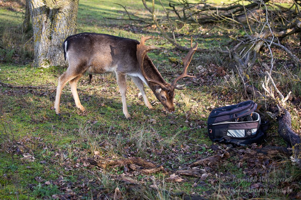 In den Rucksäcken der Besucher ist oft etwas Essbares