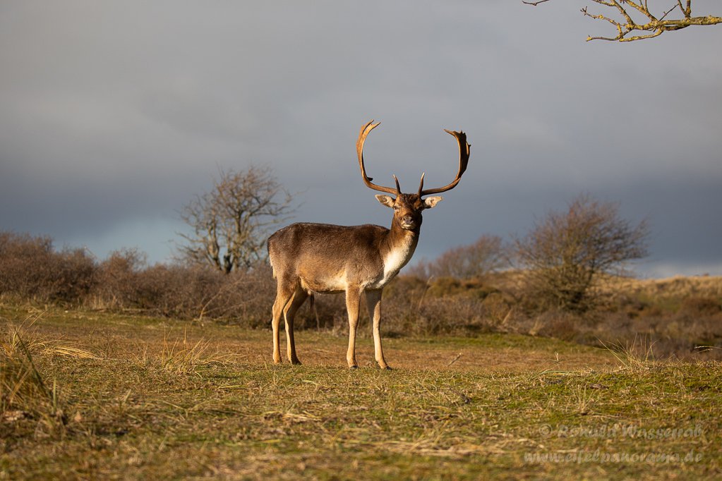 Damhirsch in den Amsterdamse Waterleidingduinen