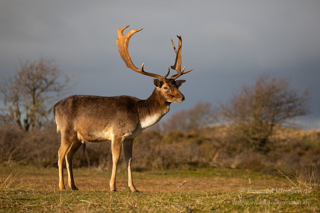 Damhirsch in den Amsterdamse Waterleidingduinen