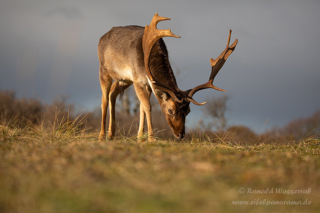 Damhirsch in den Amsterdamse Waterleidingduinen